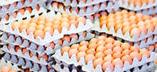 фото перевозки яиц